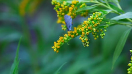 Butterfly standing on yellow flowers.