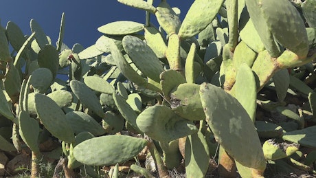 Cactus plant in the wild