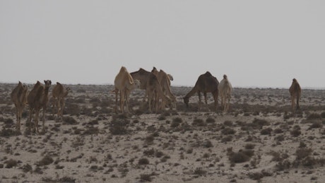 Camel herd in the desert
