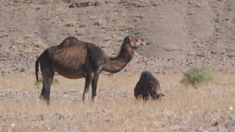 Camel with a baby