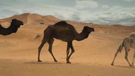 Camels walking in the desert