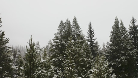 Canadian forest during winter.