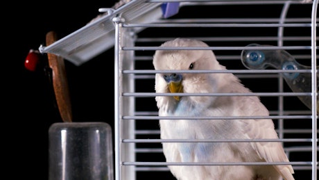 Canary scratching its head in a cage.