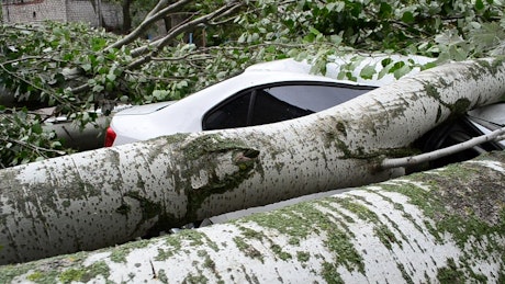 Car crushed by a tree.