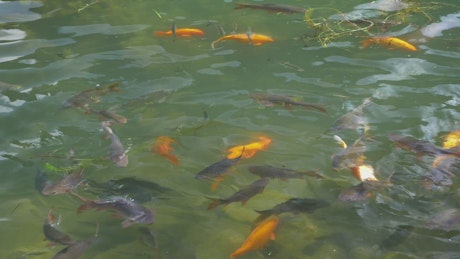 Carp in a large pond.