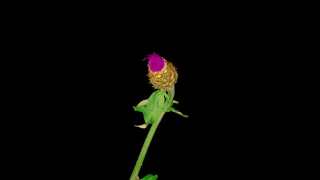 Carpobrotus flower opening its petals on a black background.