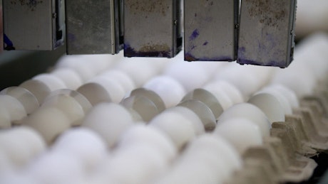Carton of eggs being moved along a conveyor belt.
