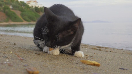 Cat eating dropped fries