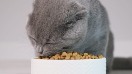 Cat eating dry cat food in its plate.