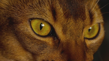 Cat eyes closeup.