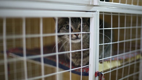 Cat in an animal shelter cage.