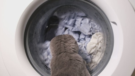 Cat watches a washing machine as it runs its cycle.