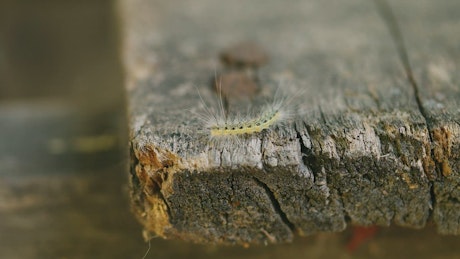 Caterpillar exploring on a timber plank.