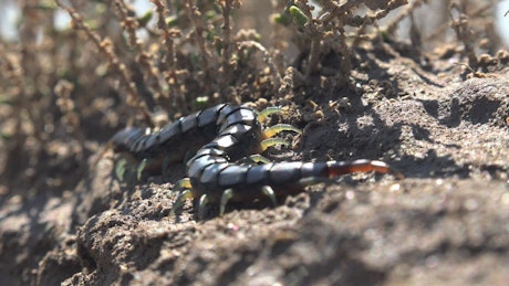 Centipede on the ground.