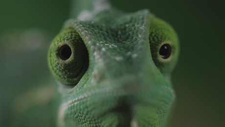 Chameleon moving its eyes one per time, closeup.