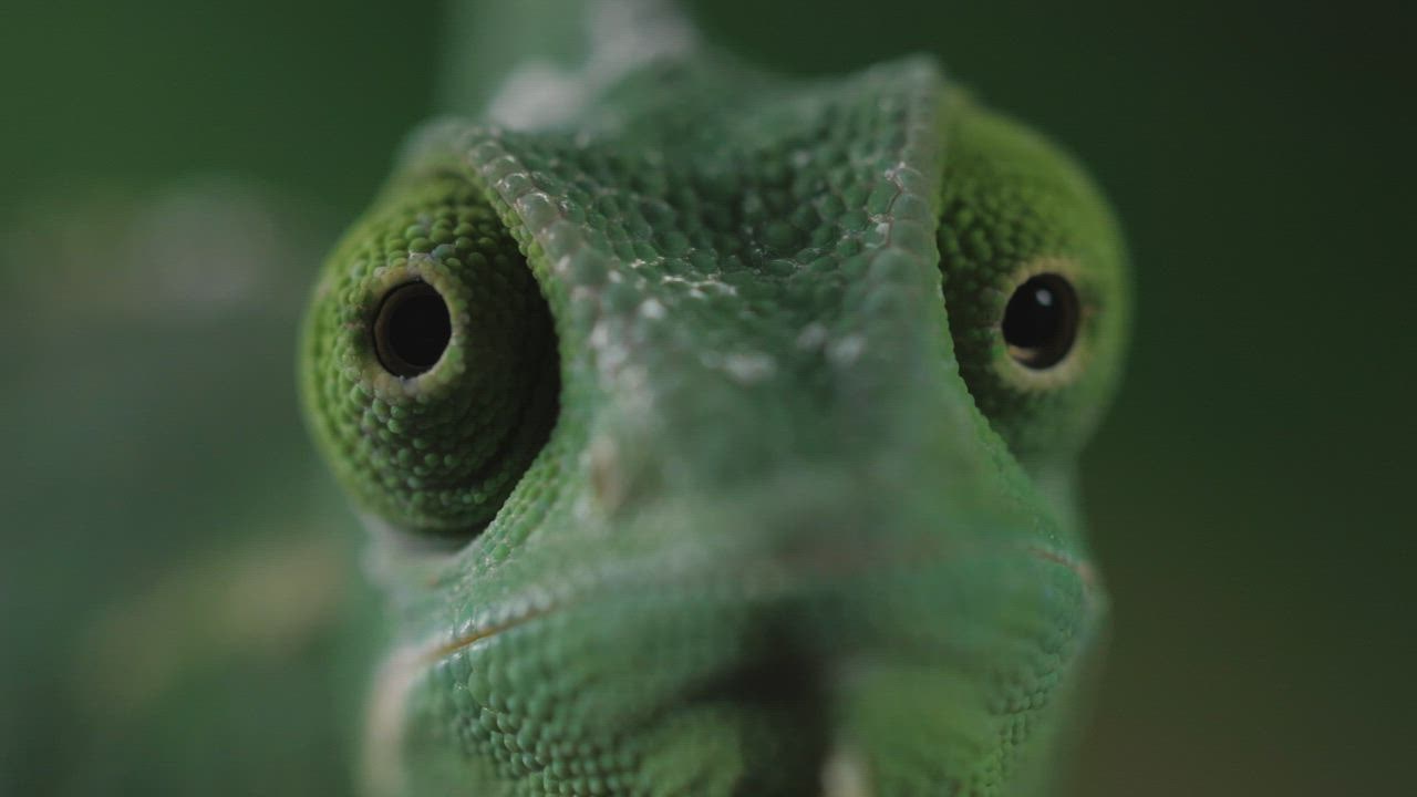 Chameleon moving its eyes one per time, LIVE DRAW TOTO WUHAN  closeup