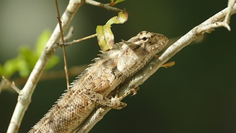 Chameleon on a branch.