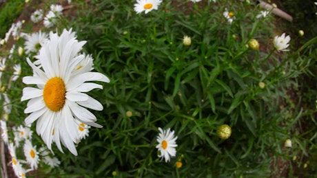 Chamomile flowers in the garden