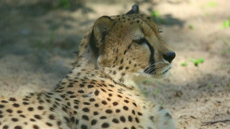 Cheetah is yawning