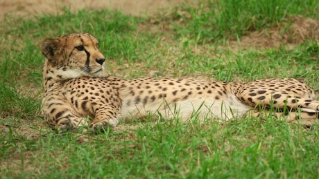 Cheetah laying in the grass.