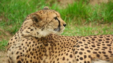 Cheetah resting on the grass