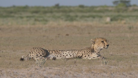Cheetah resting on the savanna