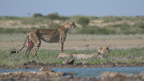 Cheetahs near a water hole.