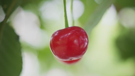 Cherries hanging from a tree in the sun.