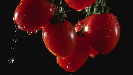 Cherry tomatoes dripping water over a dark background.