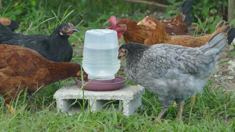Chickens drinking water at the farm.