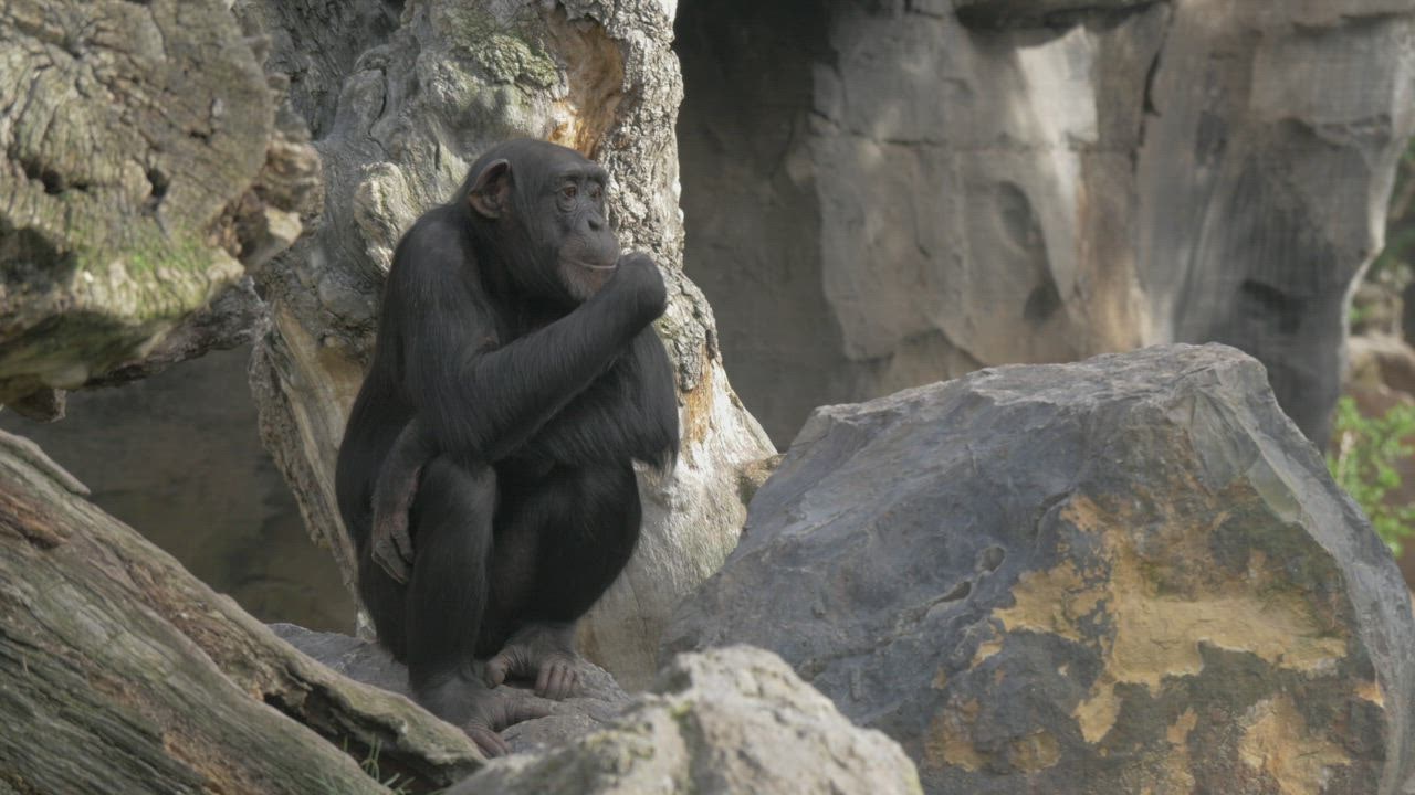 Chimp sitting on a st situs judi esport ock