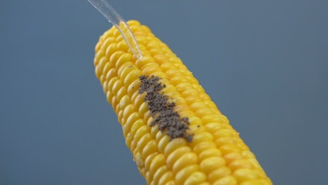 Cleaning corn with water.