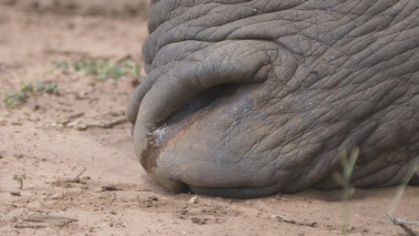 Close up from a breathing rhino nose.