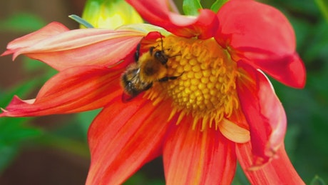 Close up of a bee working on a flower