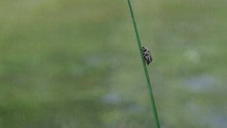 Close-up of a beetle on the grass