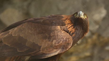 Close up of a brown eagle in the early morning sun.