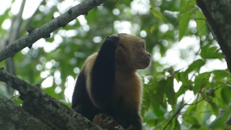 Close up of a capuchin monkey on a tree.