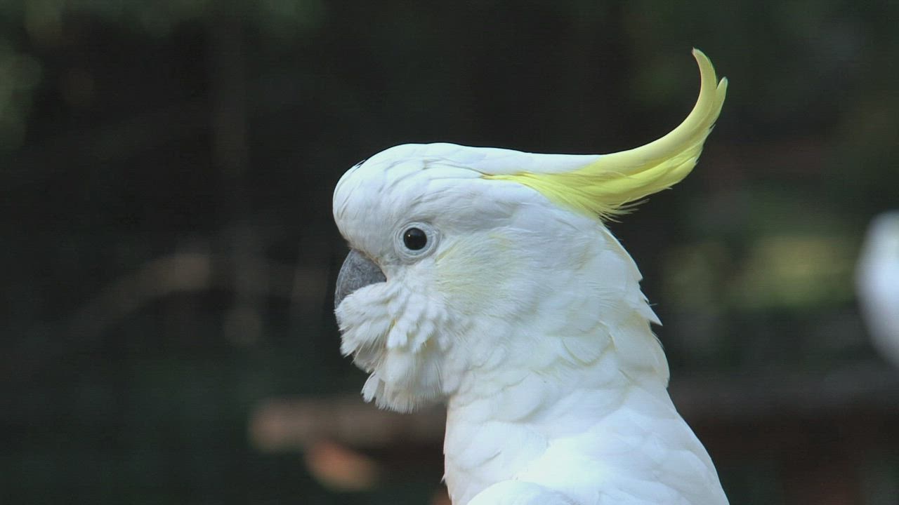 head ganging cockatoo 14 dance