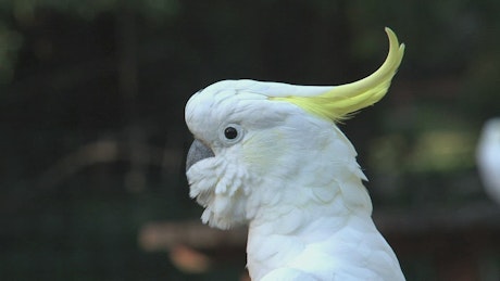 Close up of a Cockatoo head