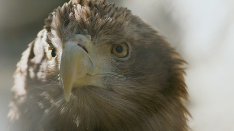 Close up of a Golden Eagle looking straight ahead.