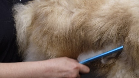 Close up of a groomer brushing through a dog's coat.