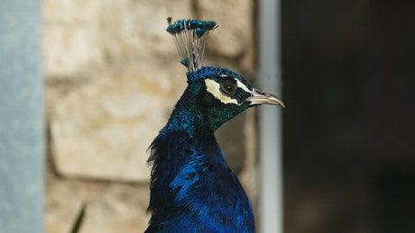 Close up of a Peacocks head