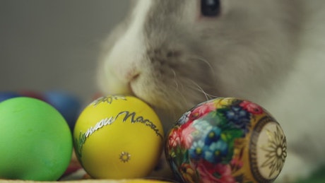 Close up of a rabbit sniffing decorated Easter eggs.