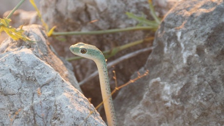 Close up of a snake in between the rocks.