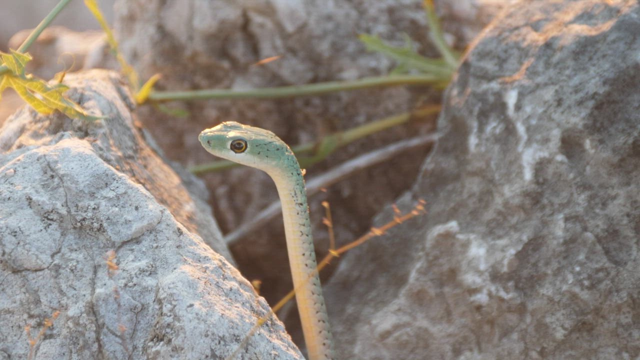 Close up of a snake in between  LIVE DRAW the rocks