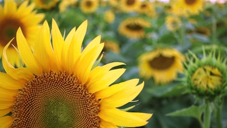 Close up of a sunflower.