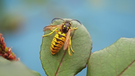 Close up of a wasp sitting on a leaf.
