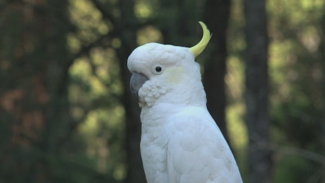 Close up of a white cockatoo