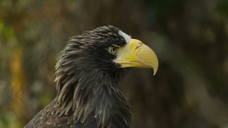 Close up of an eagle surveying its surroundings.