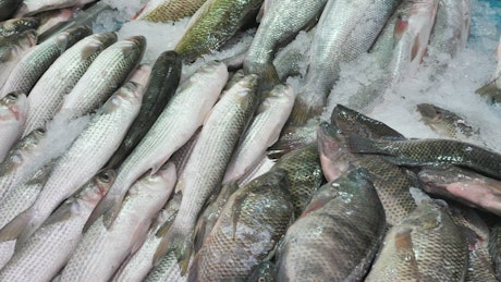 Close up of fish sitting frozen at a market stall.